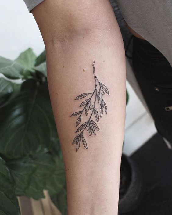 Outline twig with leaves and olives
