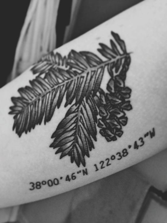 Redwood leaves and coordinates